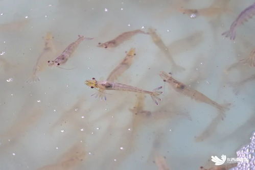 武漢臨空港經(jīng)濟(jì)技術(shù)開(kāi)發(fā)區(qū)探索海水養(yǎng)殖技術(shù)研發(fā)，助力社會(huì)民生發(fā)展